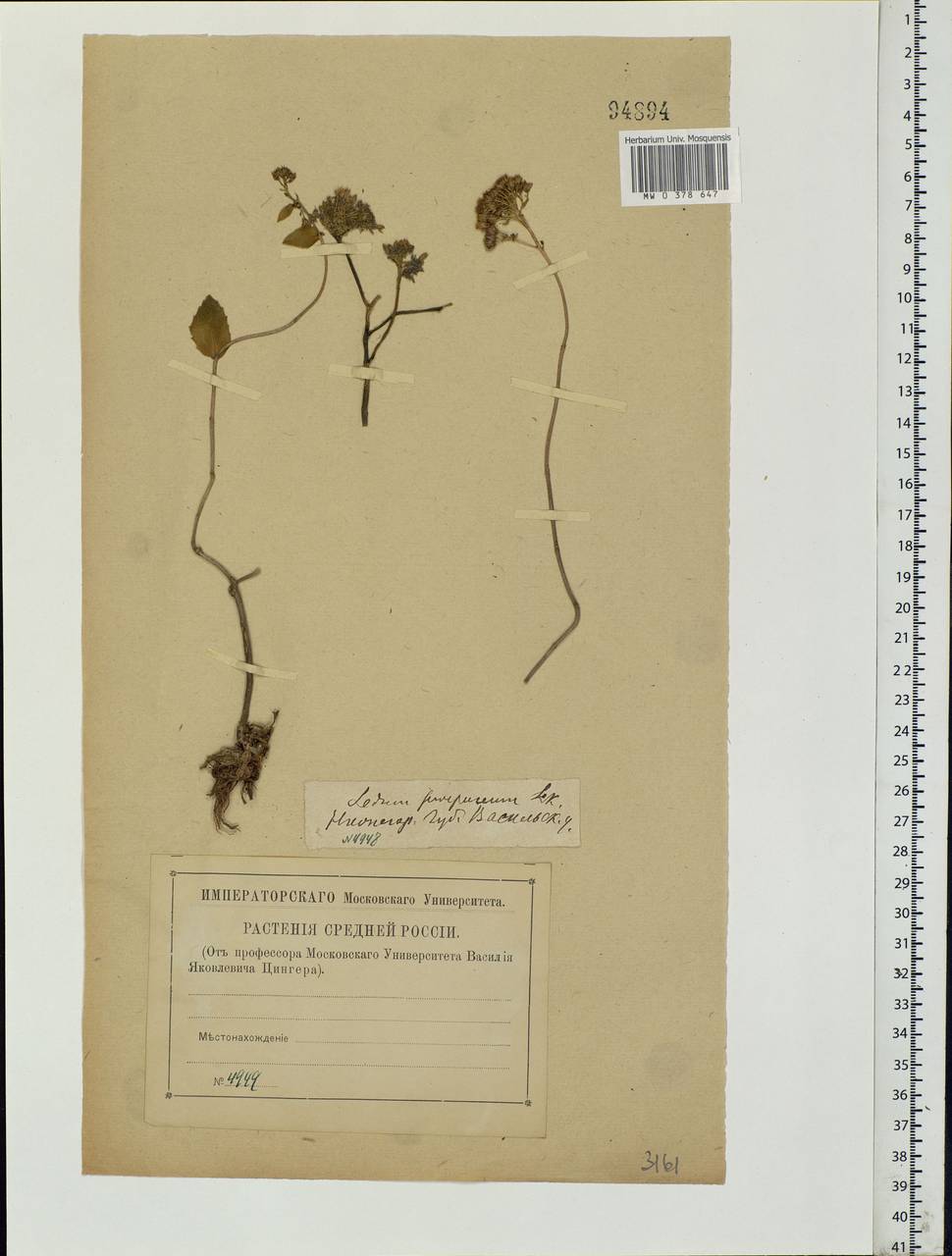 Hylotelephium telephium (L.) H.Ohba, Eastern Europe, Volga-Kama region (E7) (Russia)