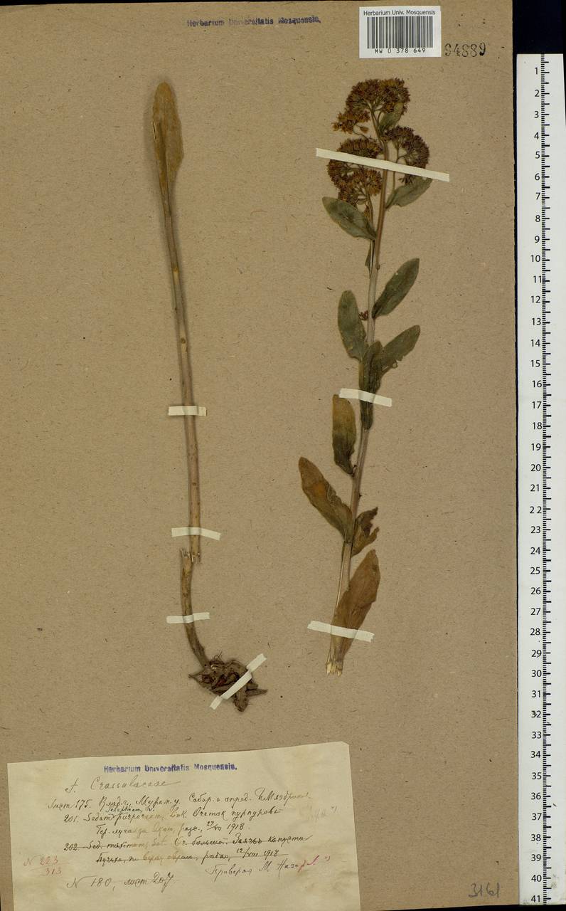Hylotelephium telephium subsp. telephium, Eastern Europe, Volga-Kama region (E7) (Russia)