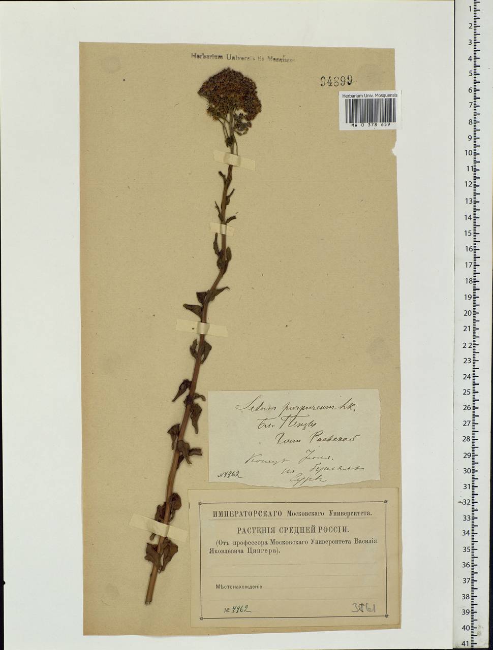 Hylotelephium telephium (L.) H.Ohba, Eastern Europe, Middle Volga region (E8) (Russia)