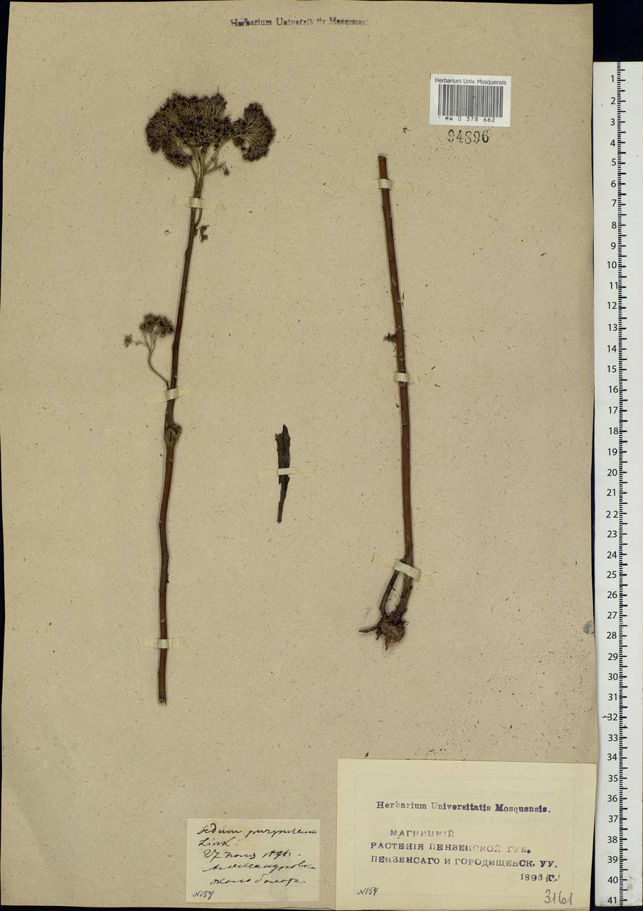Hylotelephium telephium (L.) H.Ohba, Eastern Europe, Middle Volga region (E8) (Russia)
