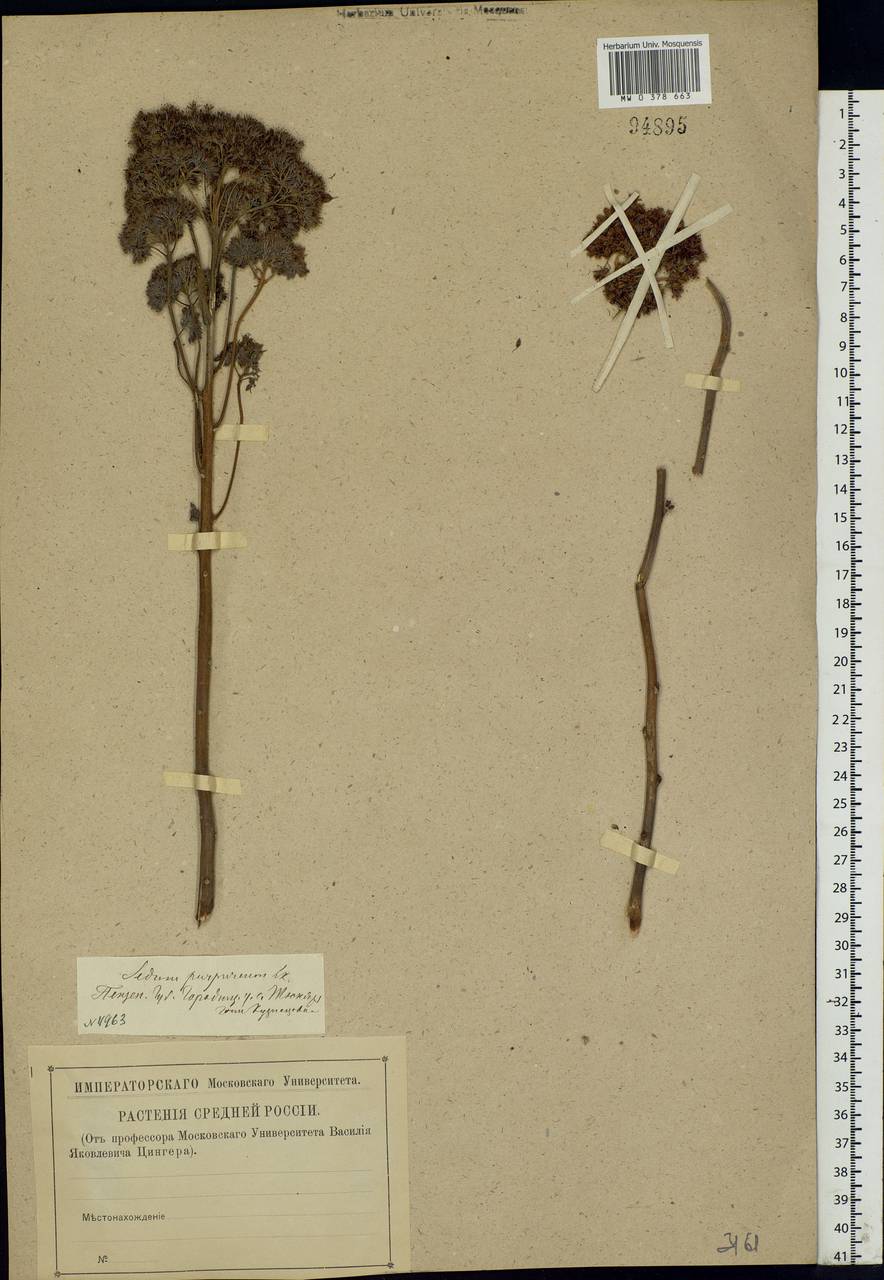 Hylotelephium telephium (L.) H.Ohba, Eastern Europe, Middle Volga region (E8) (Russia)