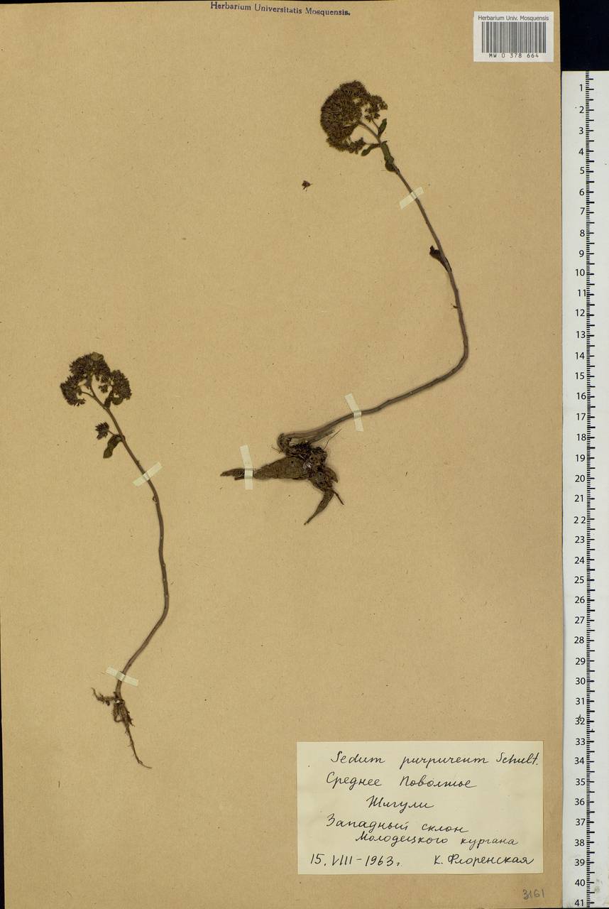Hylotelephium telephium (L.) H.Ohba, Eastern Europe, Middle Volga region (E8) (Russia)