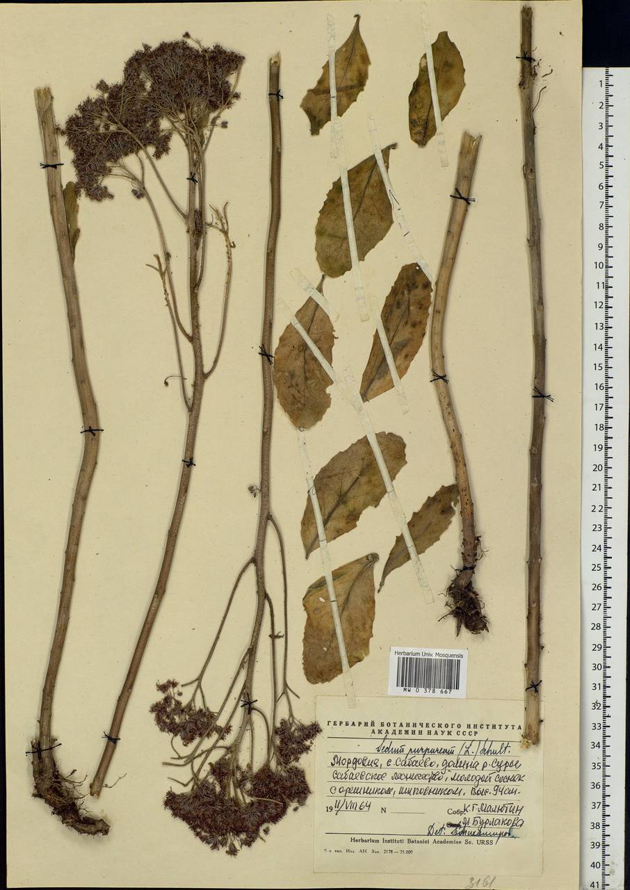 Hylotelephium telephium subsp. telephium, Eastern Europe, Middle Volga region (E8) (Russia)