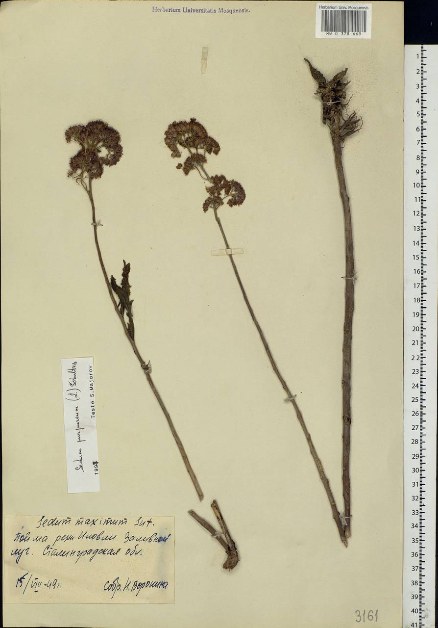 Hylotelephium telephium subsp. telephium, Eastern Europe, Lower Volga region (E9) (Russia)