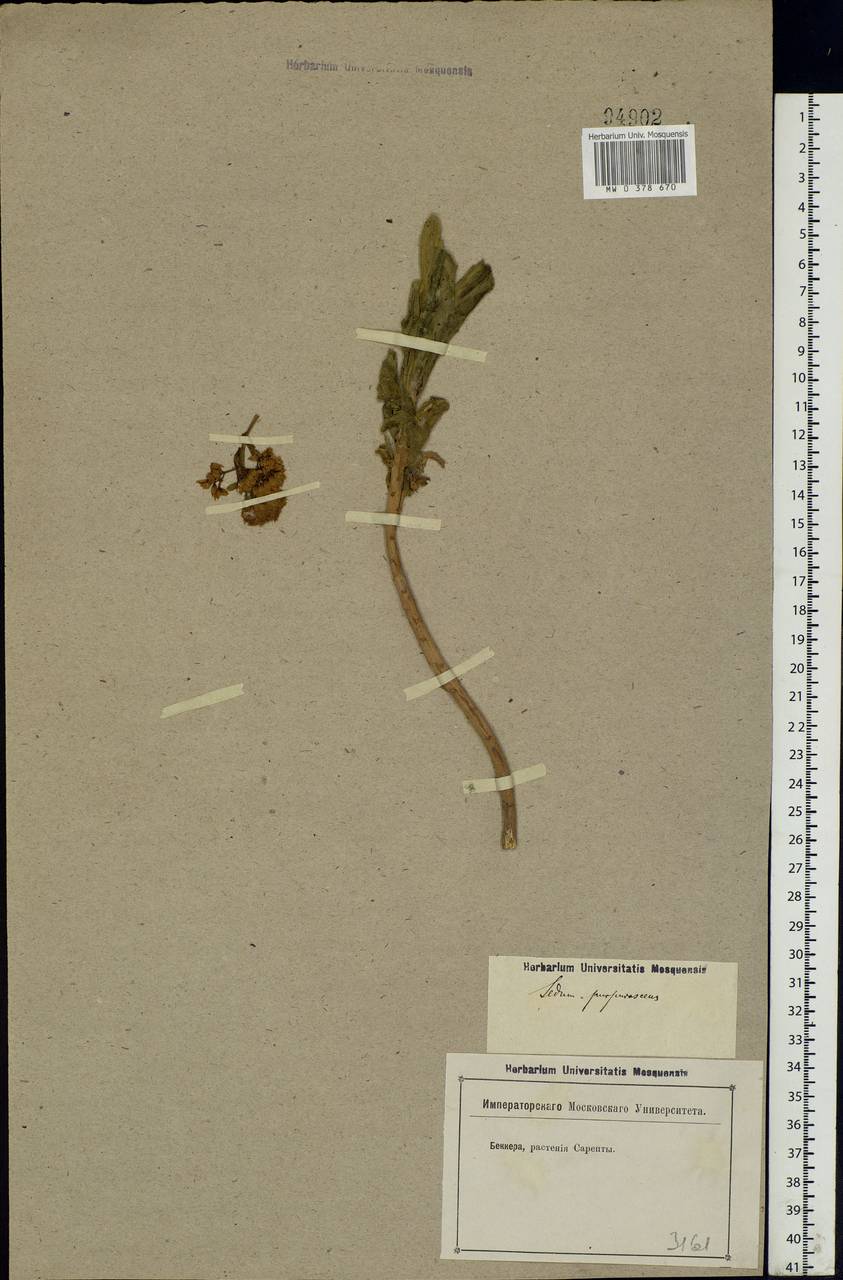 Hylotelephium telephium (L.) H.Ohba, Eastern Europe, Lower Volga region (E9) (Russia)