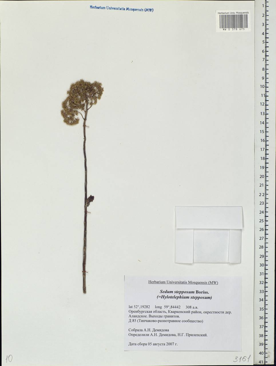 Hylotelephium maximum subsp. ruprechtii (Jalas) Dostál, Eastern Europe, Eastern region (E10) (Russia)