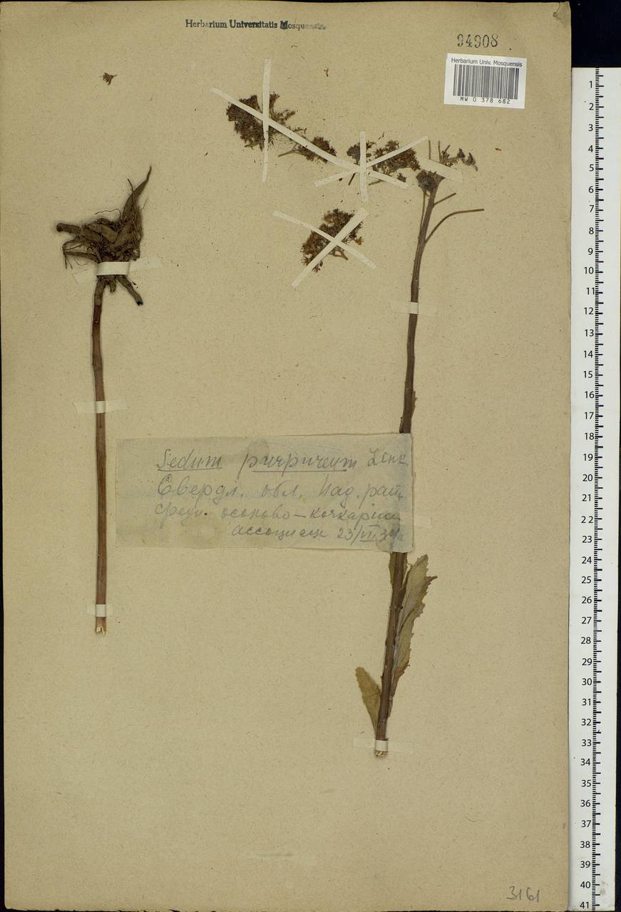 Hylotelephium telephium (L.) H.Ohba, Eastern Europe, Eastern region (E10) (Russia)
