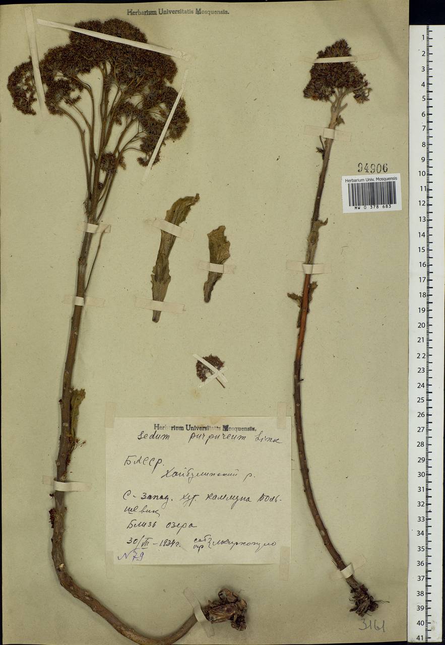 Hylotelephium telephium (L.) H.Ohba, Eastern Europe, Eastern region (E10) (Russia)