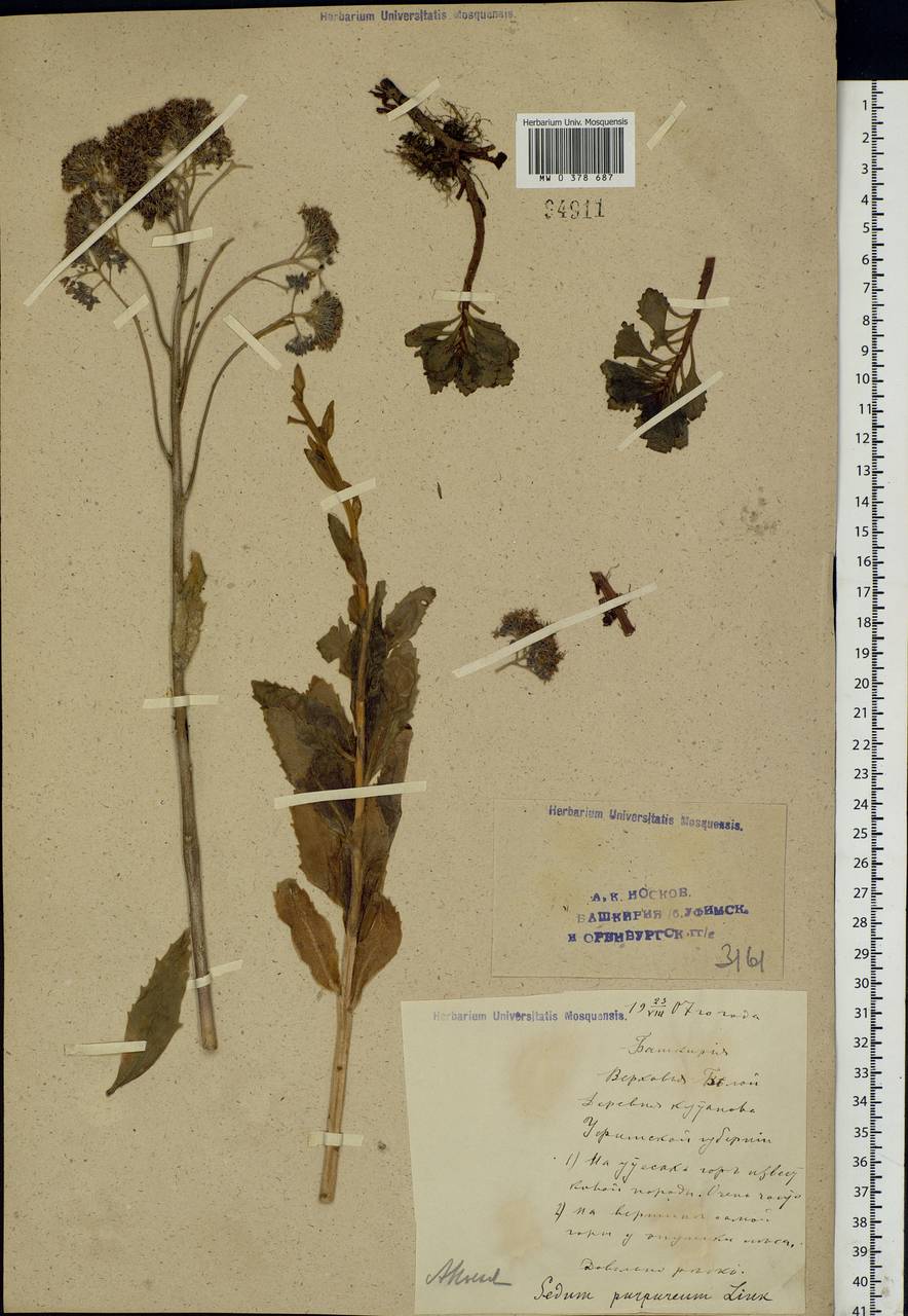 Hylotelephium telephium (L.) H.Ohba, Eastern Europe, Eastern region (E10) (Russia)