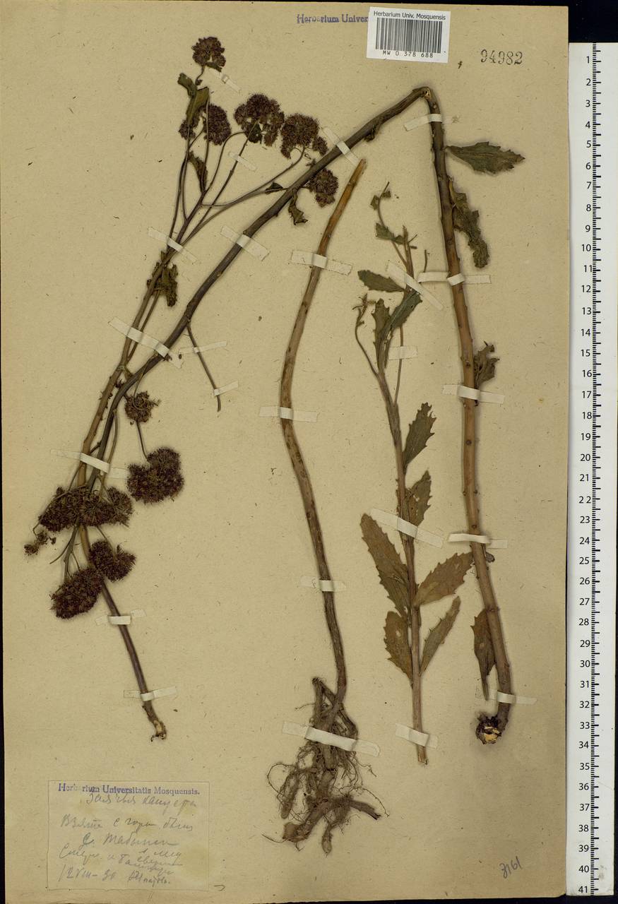 Hylotelephium telephium (L.) H.Ohba, Eastern Europe, Eastern region (E10) (Russia)