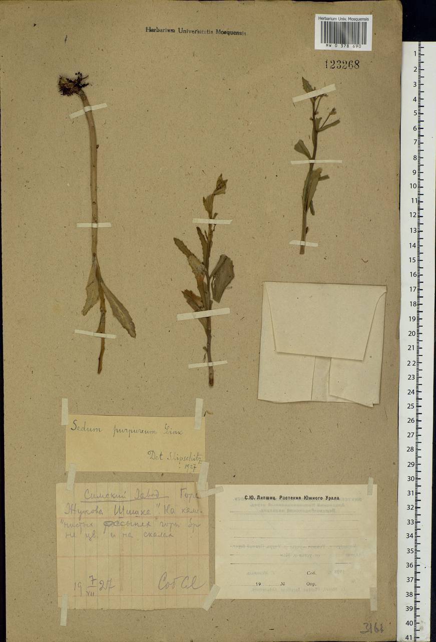 Hylotelephium telephium (L.) H.Ohba, Eastern Europe, Eastern region (E10) (Russia)