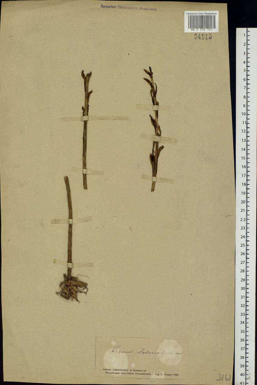 Hylotelephium telephium subsp. telephium, Eastern Europe, South Ukrainian region (E12) (Ukraine)