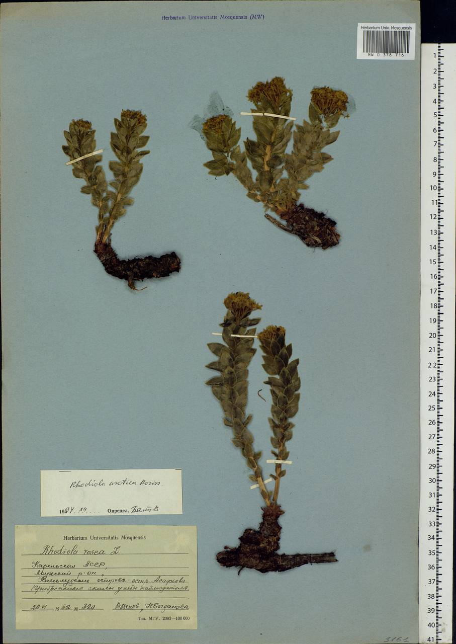 Rhodiola rosea L., Eastern Europe, Northern region (E1) (Russia)