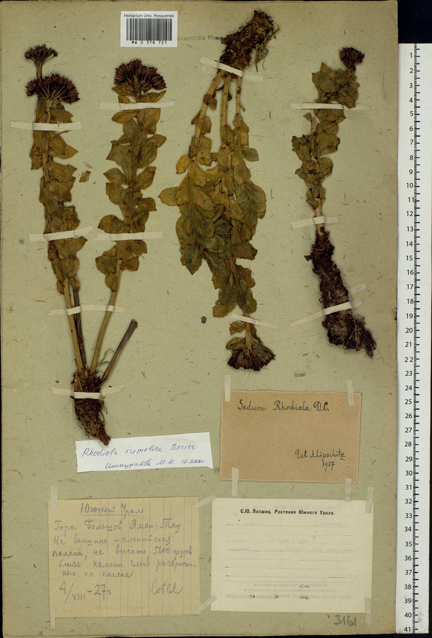 Rhodiola rosea L., Eastern Europe, Eastern region (E10) (Russia)