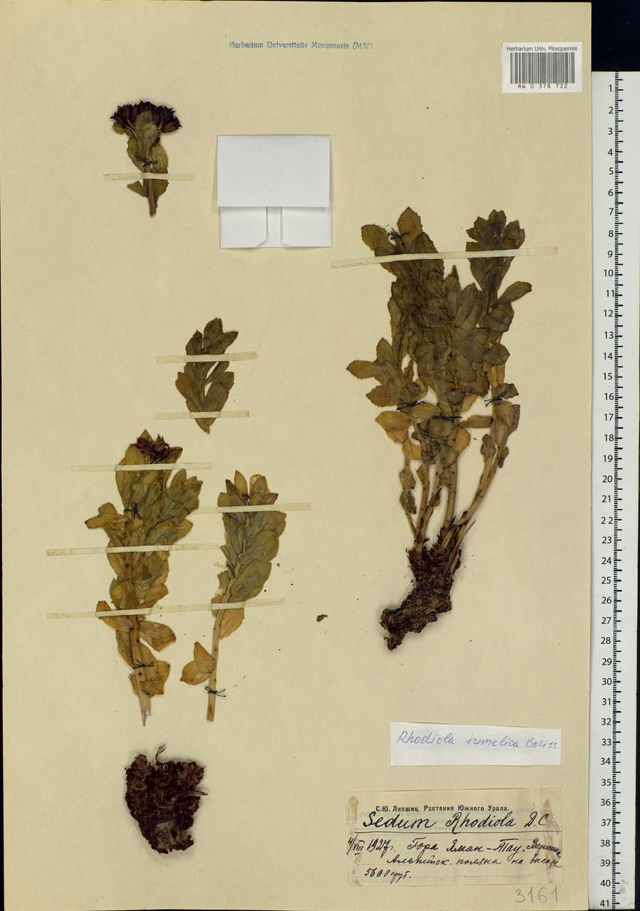 Rhodiola rosea L., Eastern Europe, Eastern region (E10) (Russia)
