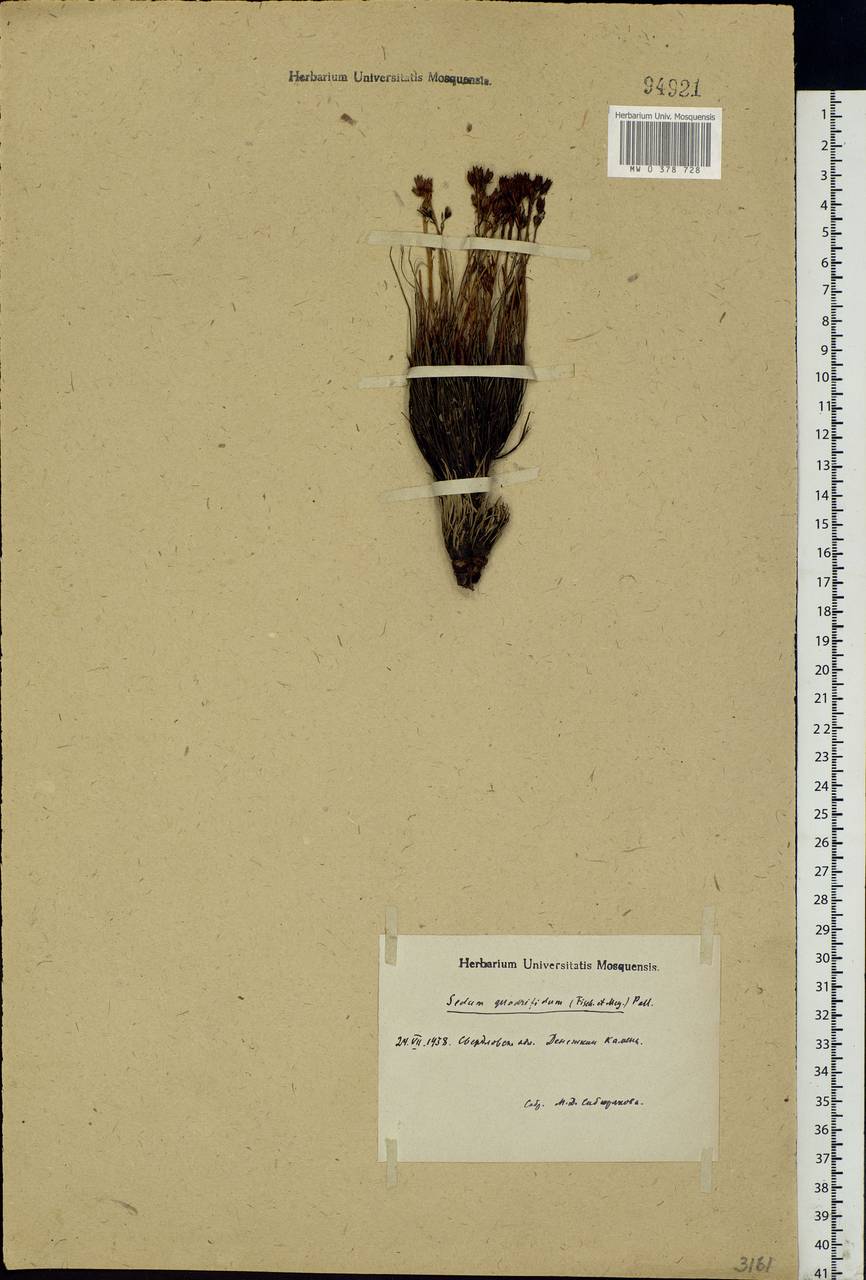 Rhodiola quadrifida (Pall.) Fisch. & C.A.Mey., Eastern Europe, Eastern region (E10) (Russia)