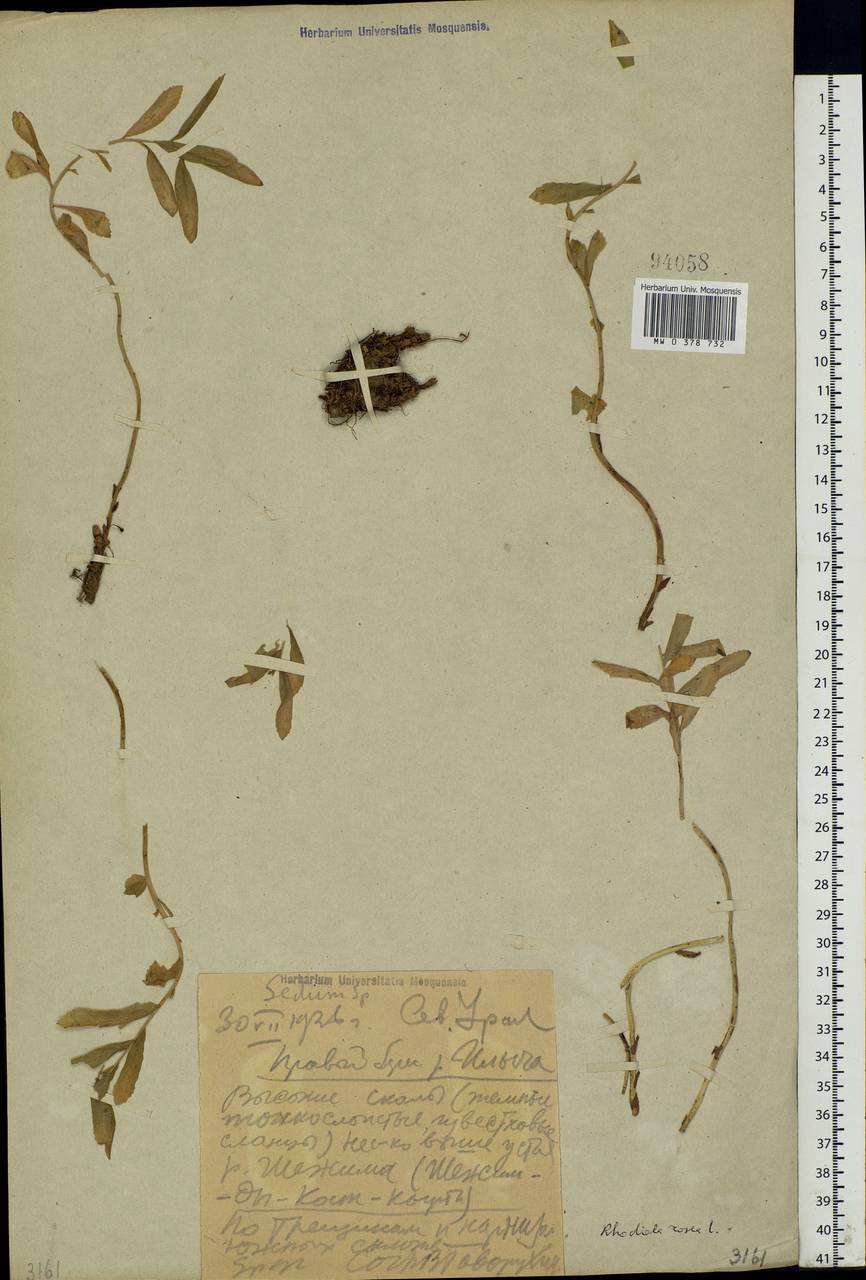Rhodiola rosea L., Eastern Europe, Northern region (E1) (Russia)