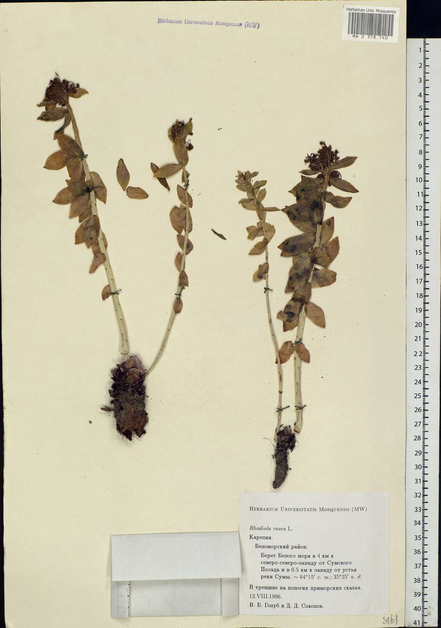 Rhodiola rosea L., Eastern Europe, Northern region (E1) (Russia)