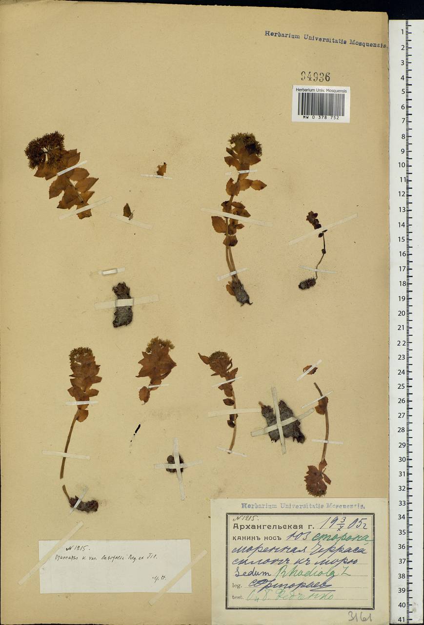 Rhodiola rosea L., Eastern Europe, Northern region (E1) (Russia)