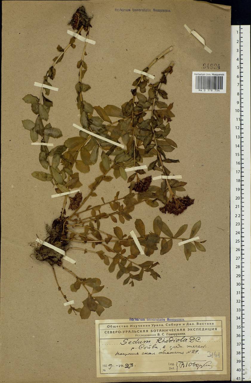 Rhodiola rosea L., Eastern Europe, Northern region (E1) (Russia)