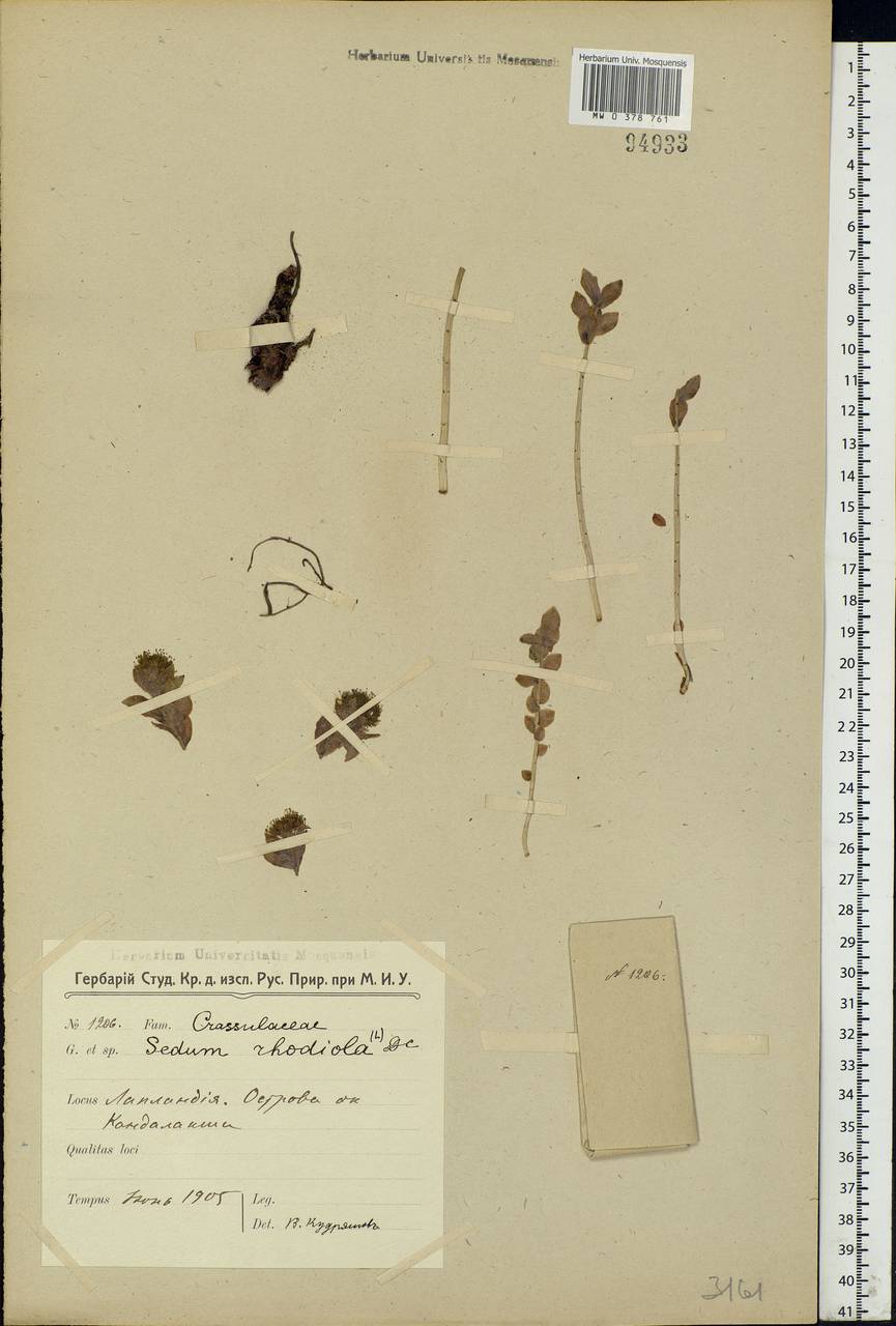 Rhodiola rosea L., Eastern Europe, Northern region (E1) (Russia)