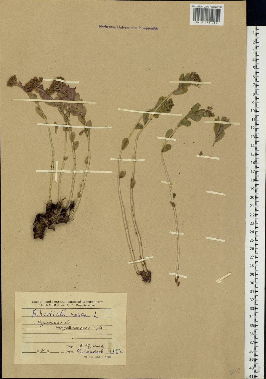 Rhodiola rosea L., Eastern Europe, Northern region (E1) (Russia)