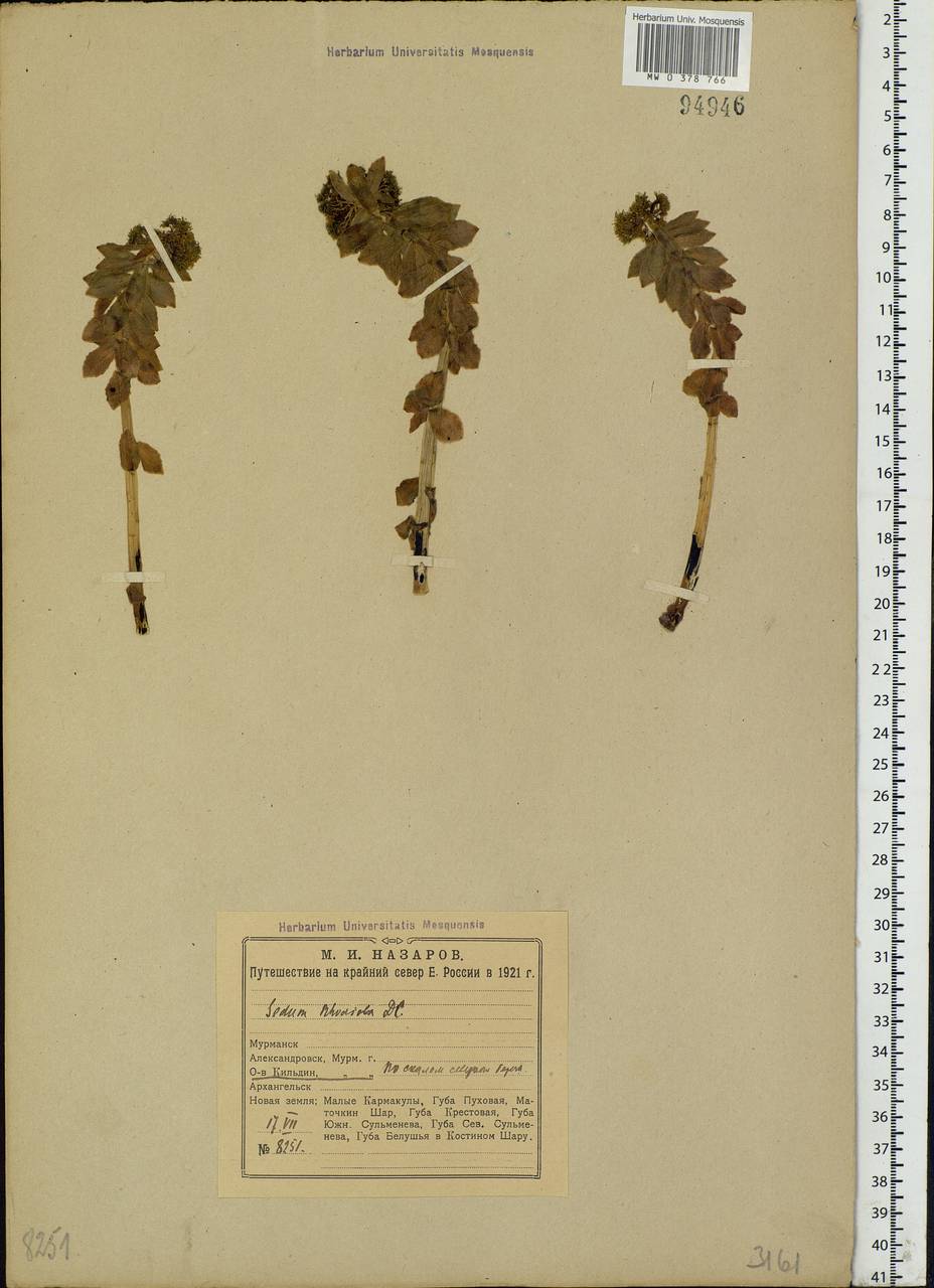 Rhodiola rosea L., Eastern Europe, Northern region (E1) (Russia)