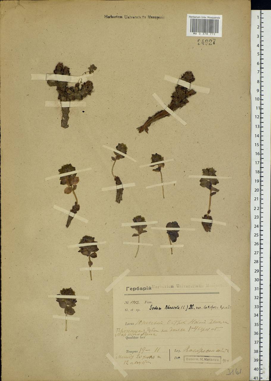 Rhodiola rosea L., Eastern Europe, Northern region (E1) (Russia)