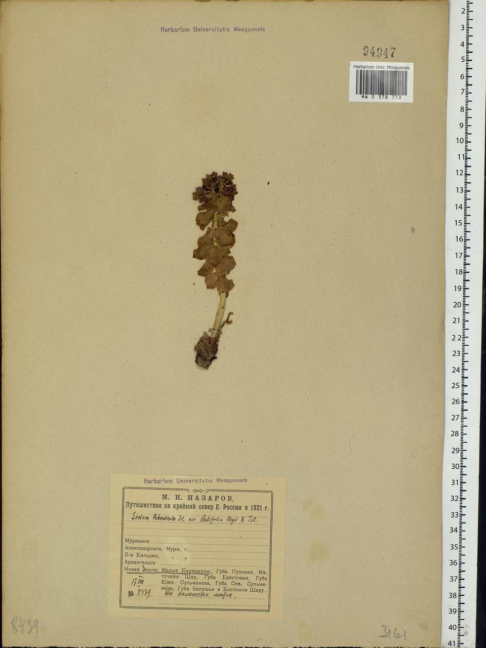 Rhodiola rosea L., Eastern Europe, Northern region (E1) (Russia)