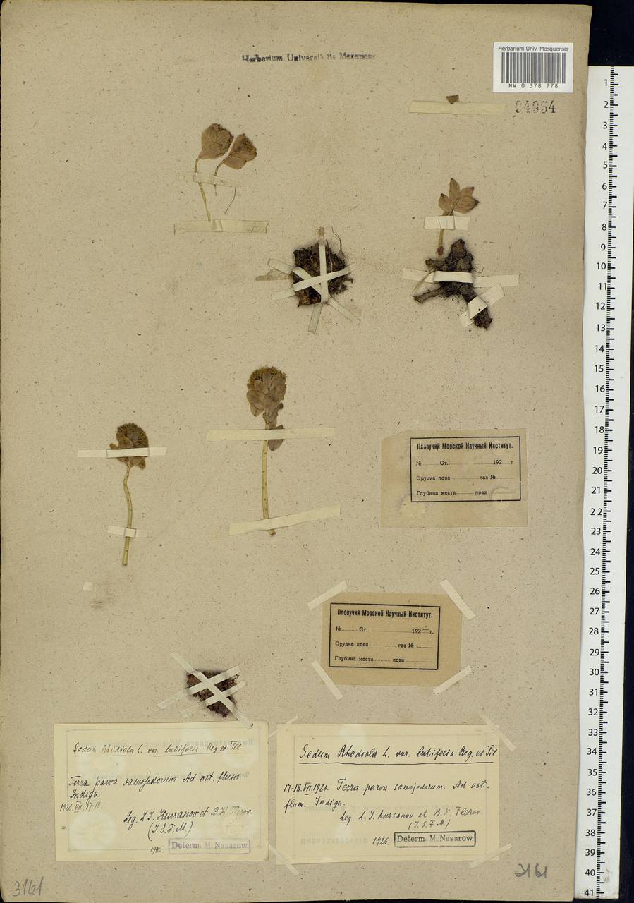 Rhodiola rosea L., Eastern Europe, Northern region (E1) (Russia)