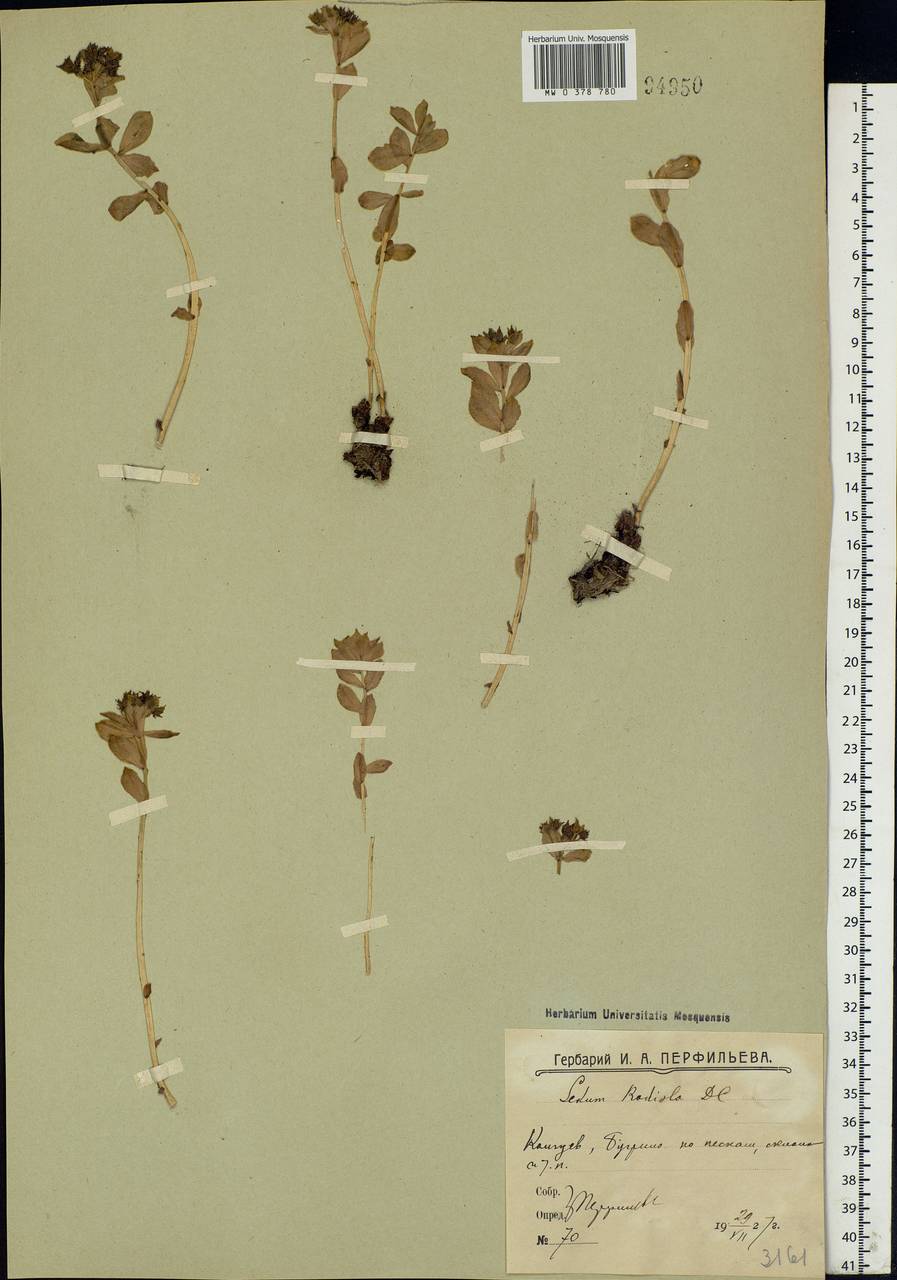 Rhodiola rosea L., Eastern Europe, Northern region (E1) (Russia)