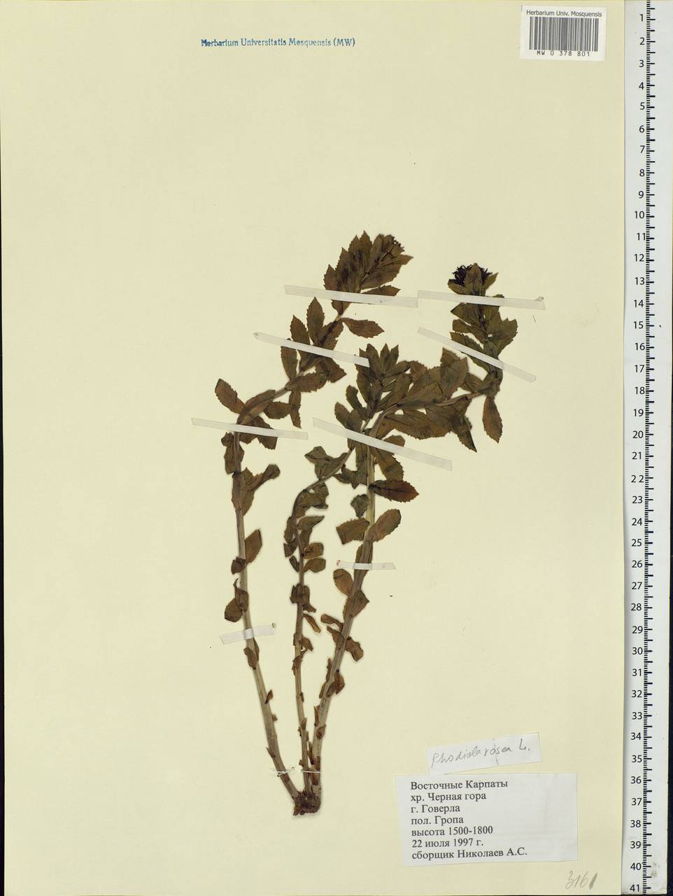 Rhodiola rosea L., Eastern Europe, West Ukrainian region (E13) (Ukraine)