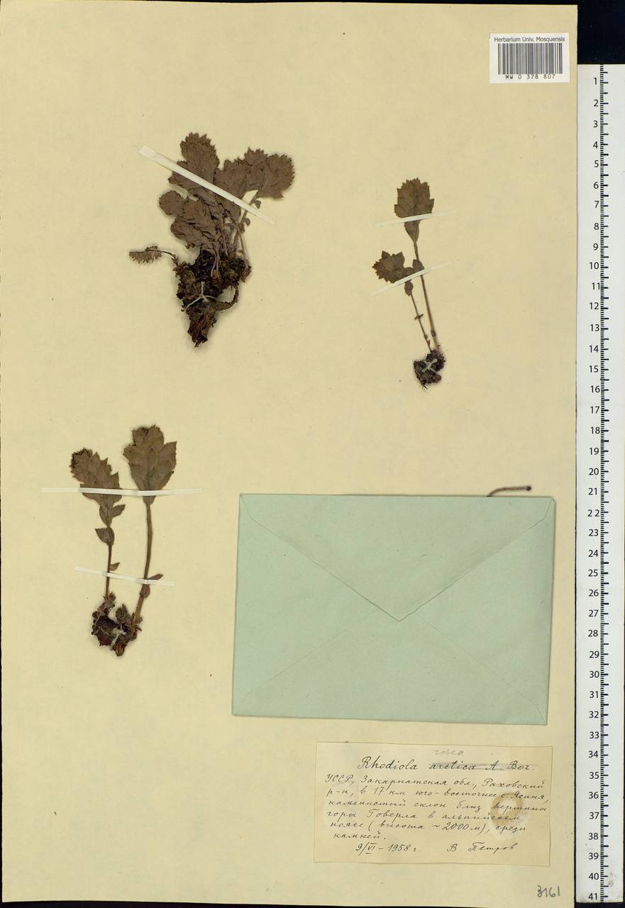 Rhodiola rosea L., Eastern Europe, West Ukrainian region (E13) (Ukraine)