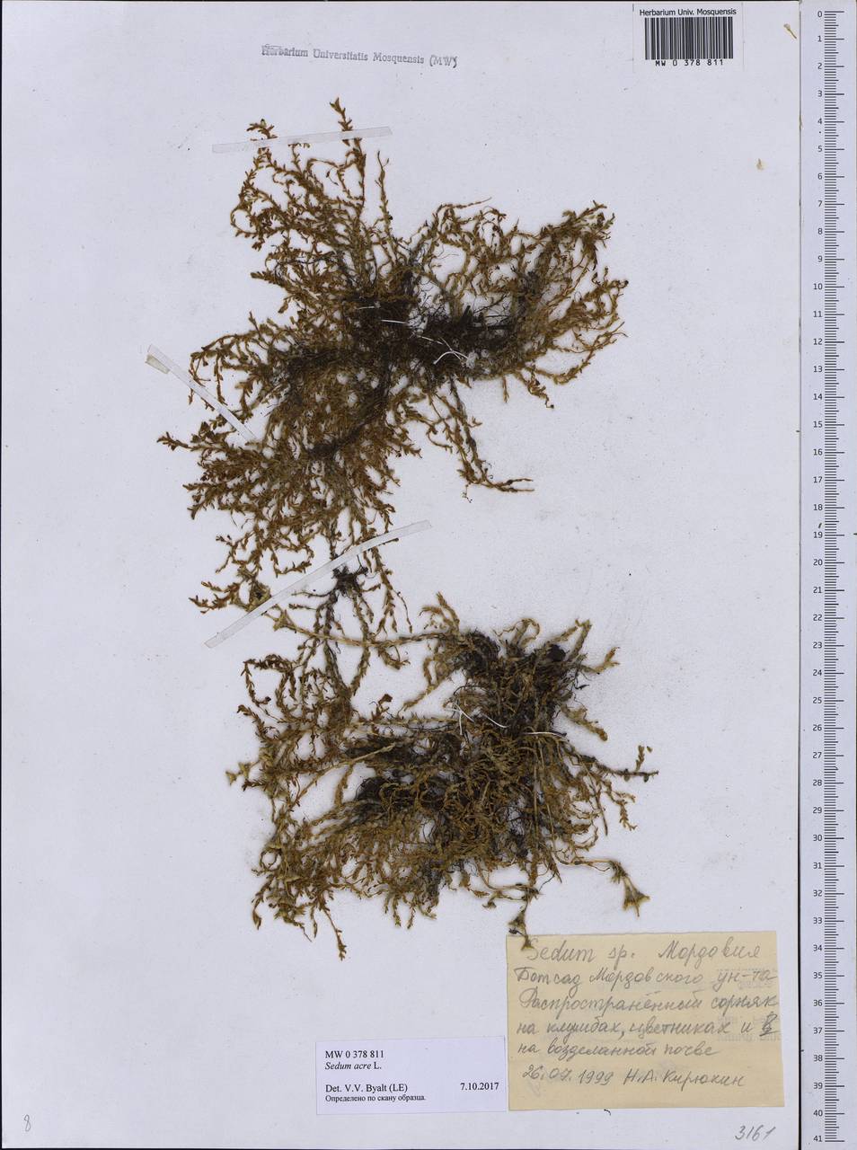 Sedum acre L., Eastern Europe, Middle Volga region (E8) (Russia)