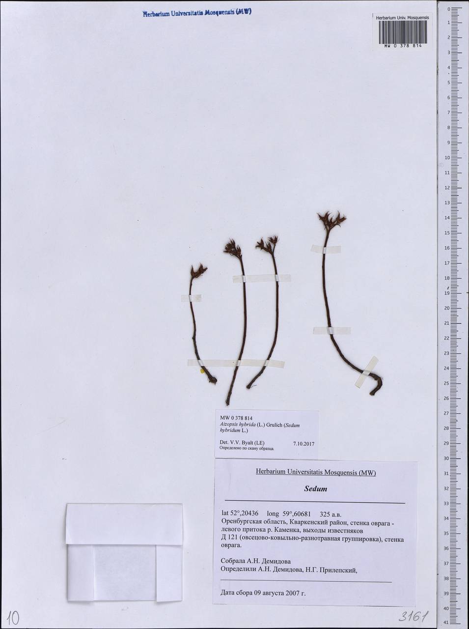 Phedimus hybridus (L.) 't Hart, Eastern Europe, Eastern region (E10) (Russia)
