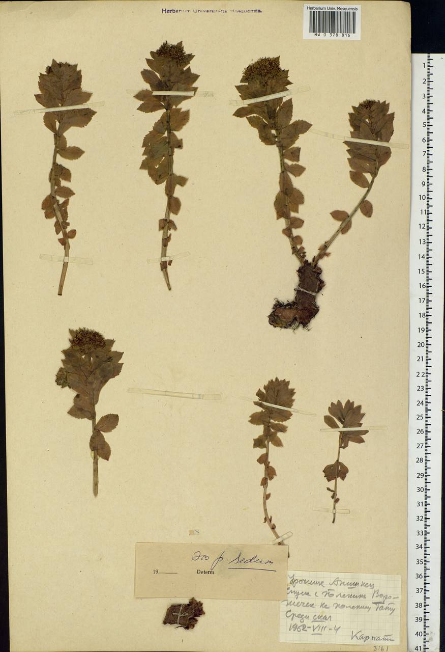 Sedum, Eastern Europe, West Ukrainian region (E13) (Ukraine)