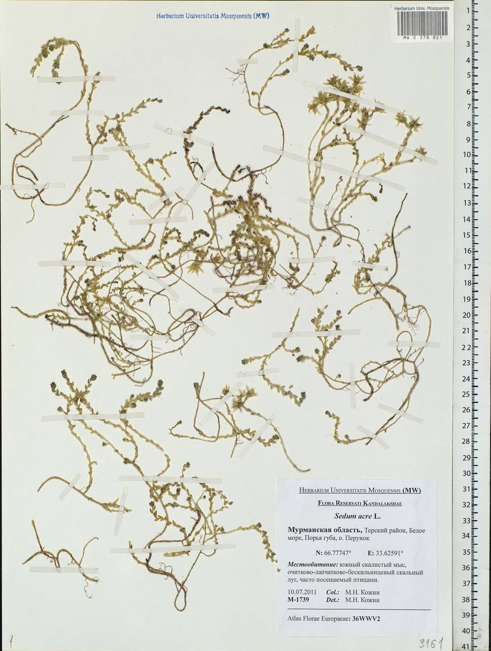 Sedum acre L., Eastern Europe, Northern region (E1) (Russia)