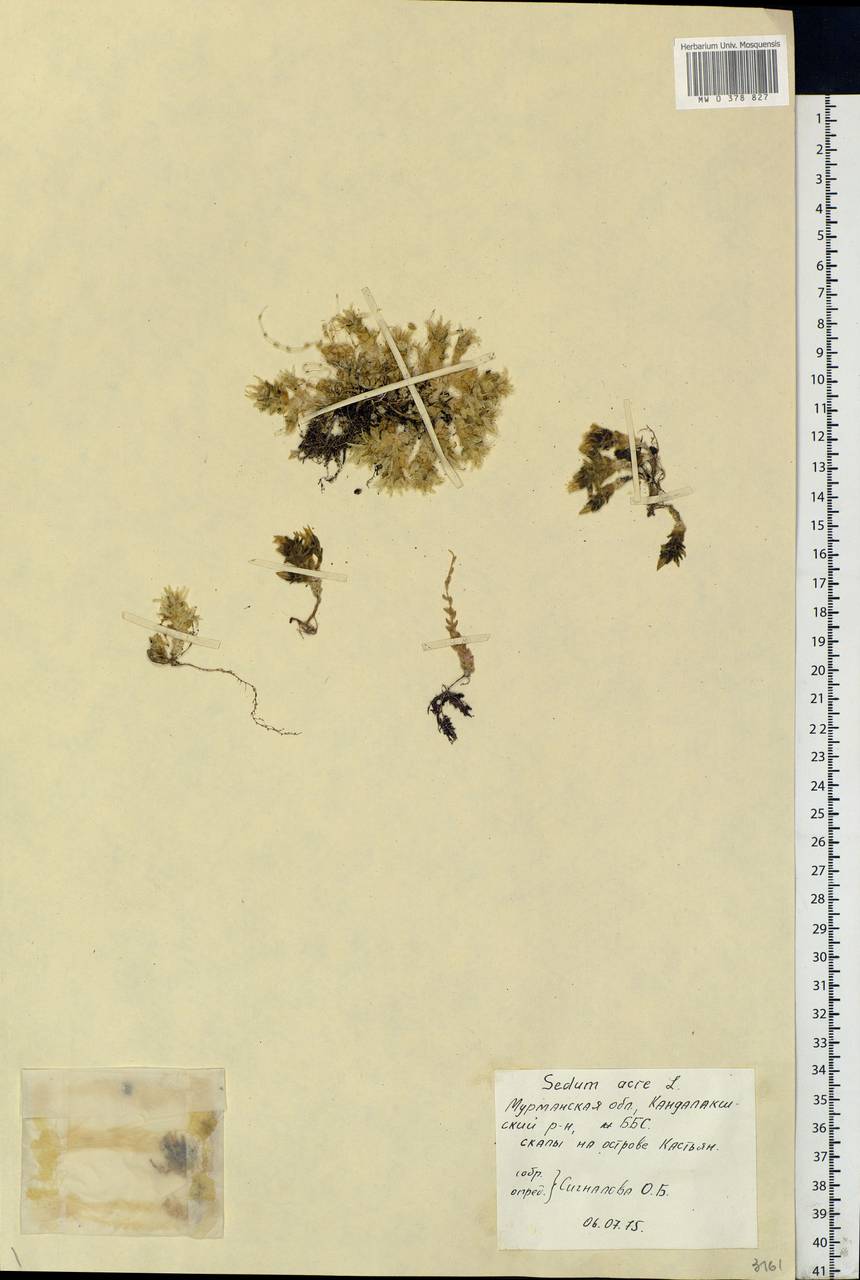 Sedum acre L., Eastern Europe, Northern region (E1) (Russia)