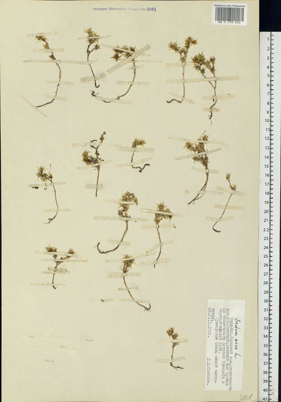 Sedum acre L., Eastern Europe, Northern region (E1) (Russia)