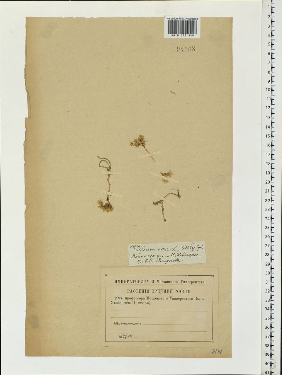 Sedum acre L., Eastern Europe, North-Western region (E2) (Russia)