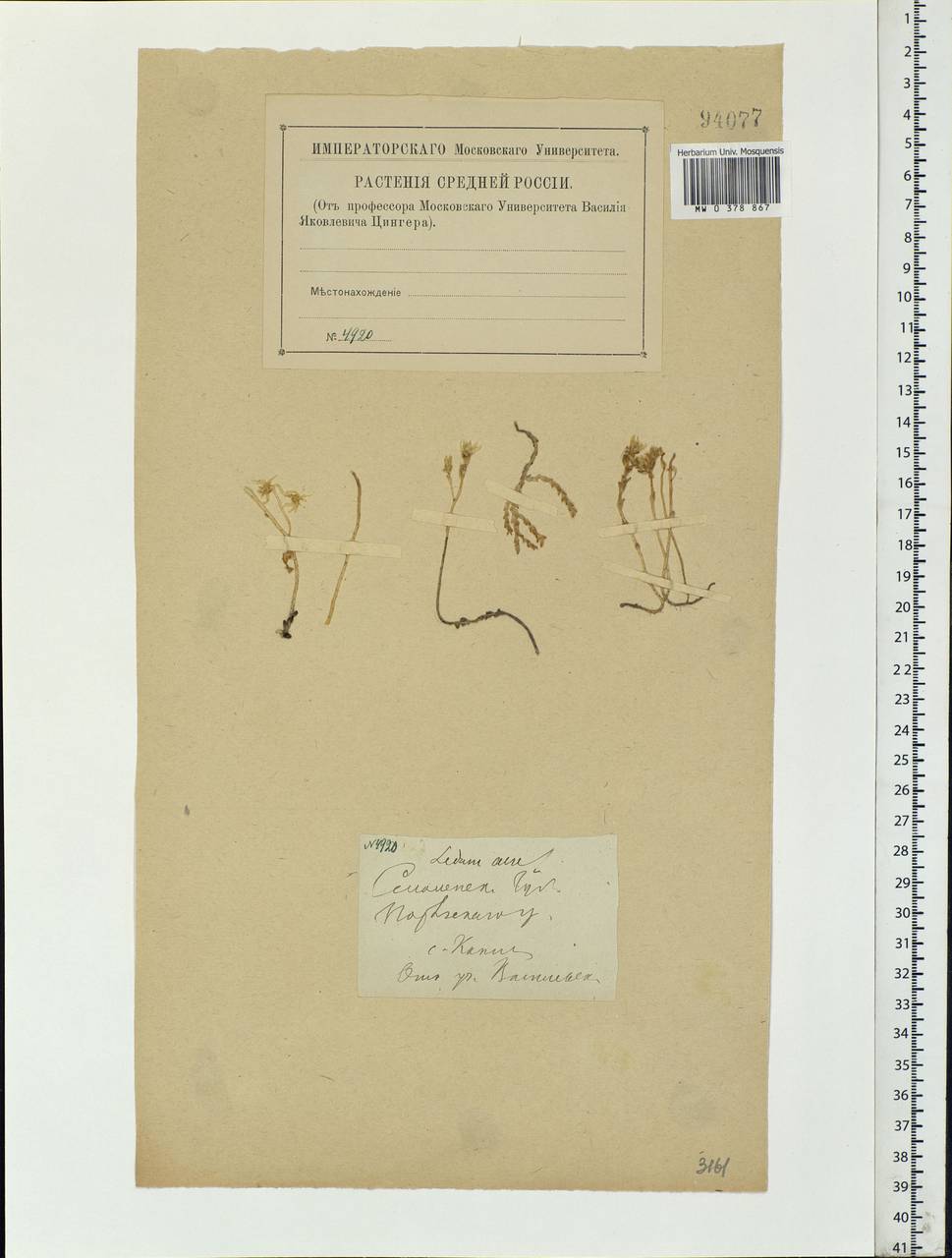Sedum acre L., Eastern Europe, Western region (E3) (Russia)