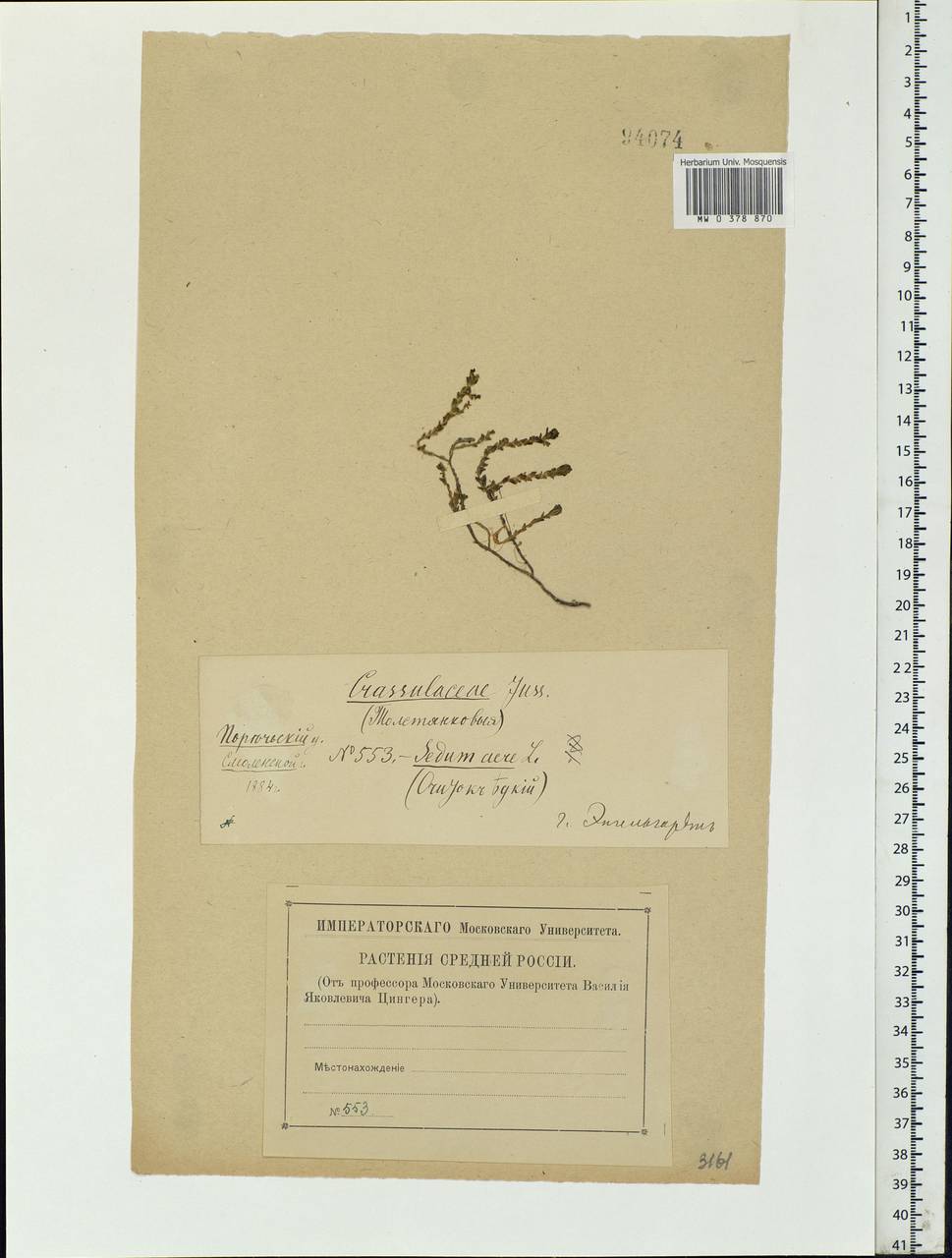 Sedum acre L., Eastern Europe, Western region (E3) (Russia)