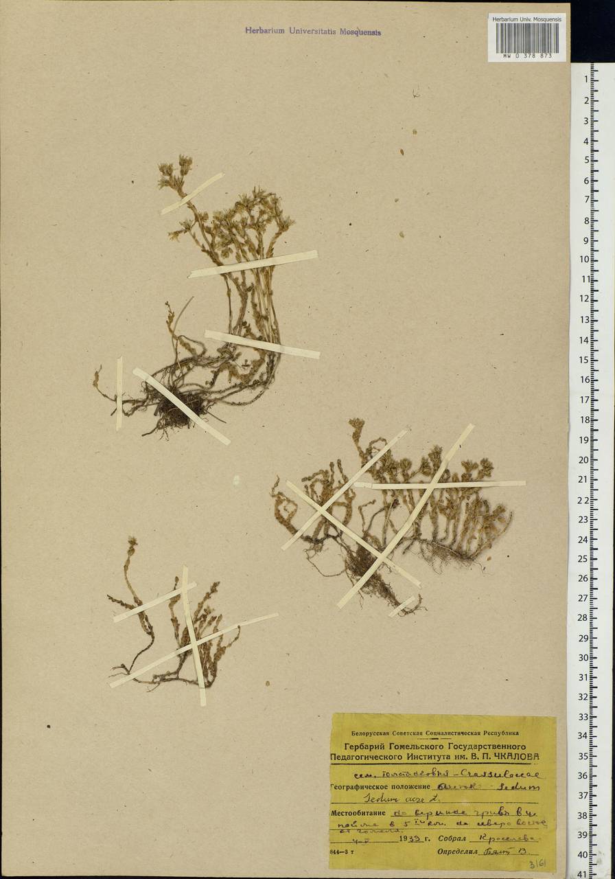 Sedum acre L., Eastern Europe, Belarus (E3a) (Belarus)