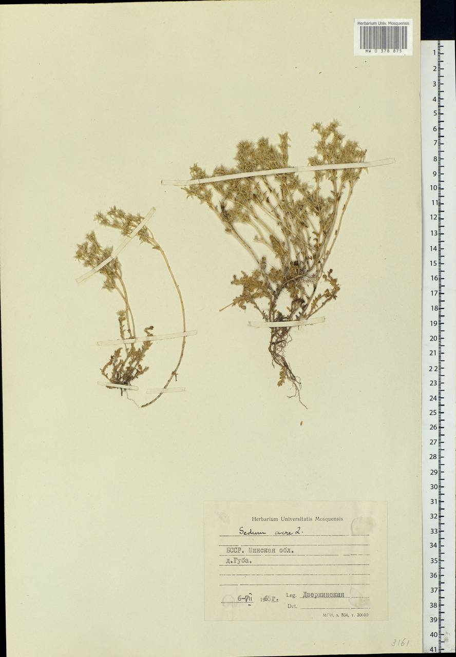 Sedum acre L., Eastern Europe, Belarus (E3a) (Belarus)
