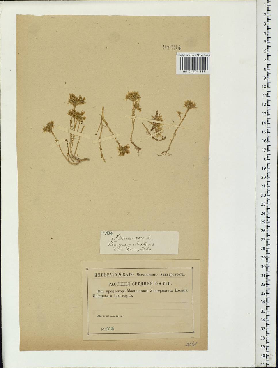 Sedum acre L., Eastern Europe, Central region (E4) (Russia)
