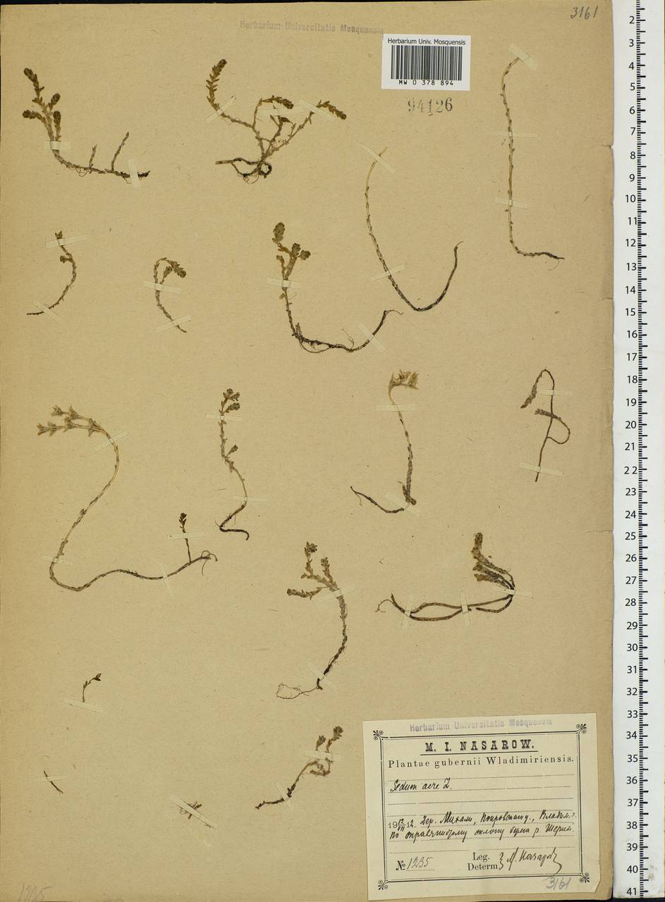 Sedum acre L., Eastern Europe, Central region (E4) (Russia)