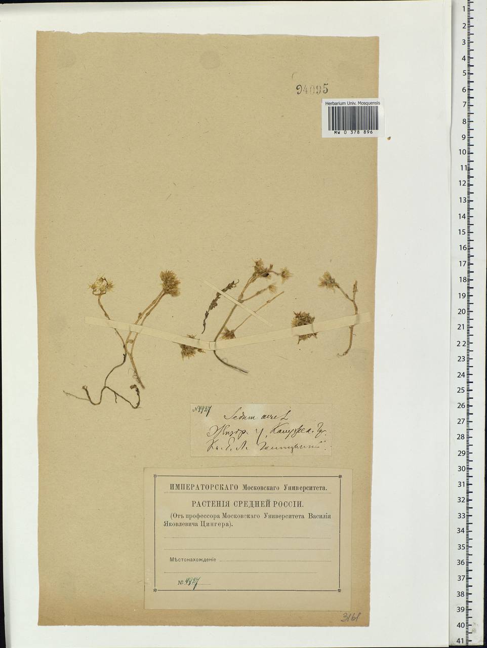 Sedum acre L., Eastern Europe, Central region (E4) (Russia)