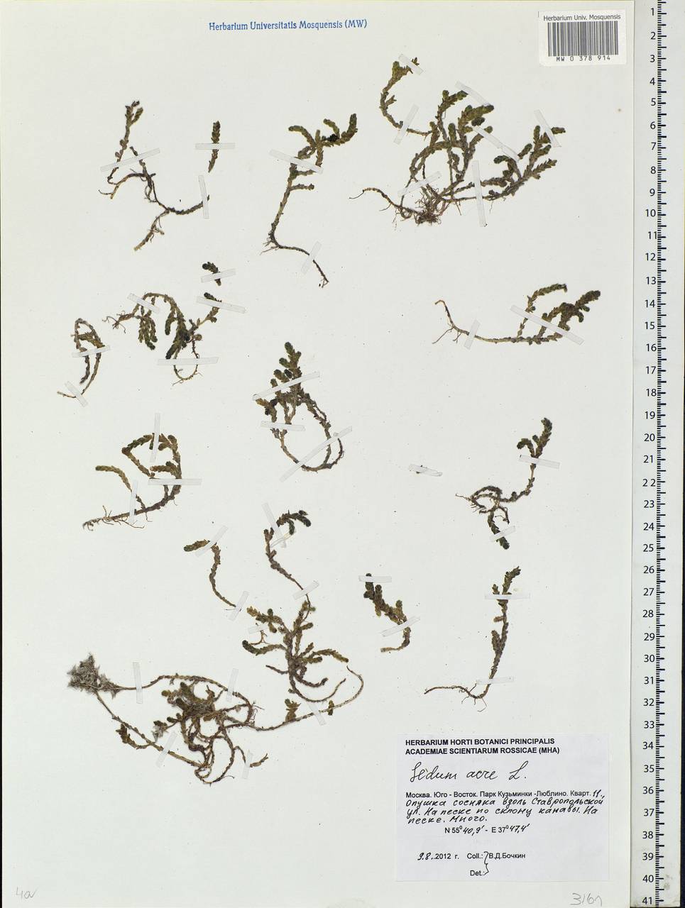 Sedum acre L., Eastern Europe, Moscow region (E4a) (Russia)