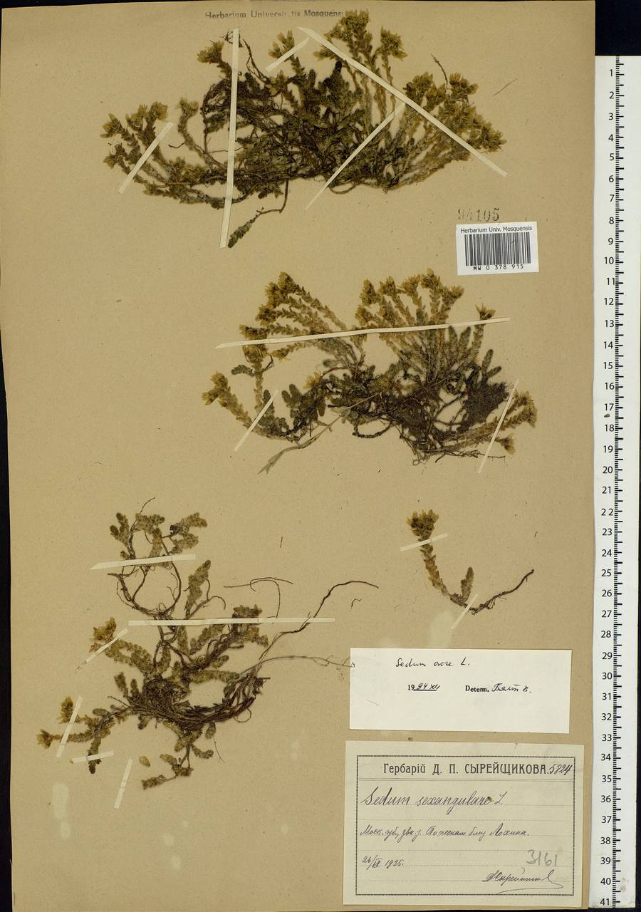 Sedum acre L., Eastern Europe, Moscow region (E4a) (Russia)