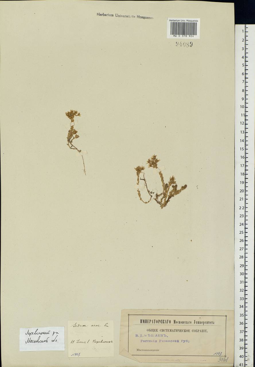 Sedum acre L., Eastern Europe, Moscow region (E4a) (Russia)